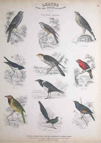 Reproducción/Reproduction 49749391606: Leaves from the book of nature,. Edinburgh :W.H. Lizars;[184-?]. 