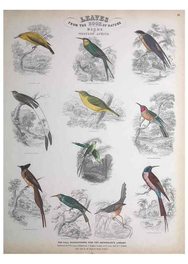 Reproducción/Reproduction 49749719877: Leaves from the book of nature,. Edinburgh :W.H. Lizars;[184-?]. 