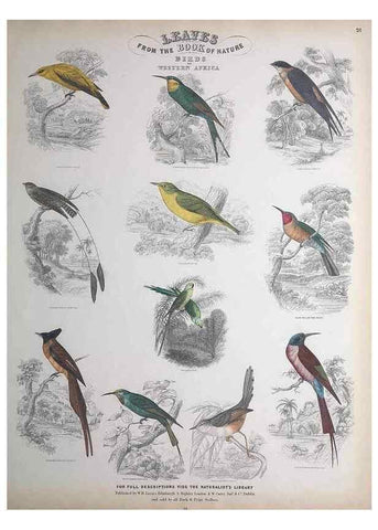 Reproducción/Reproduction 49749719877: Leaves from the book of nature,. Edinburgh :W.H. Lizars;[184-?]. 