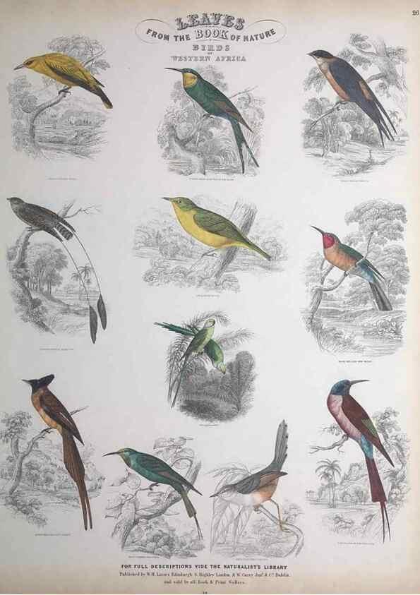 Reproducción/Reproduction 49749719877: Leaves from the book of nature,. Edinburgh :W.H. Lizars;[184-?]. 