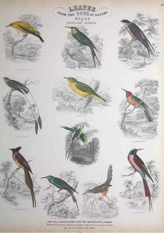 Reproducción/Reproduction 49749719877: Leaves from the book of nature,. Edinburgh :W.H. Lizars;[184-?]. 