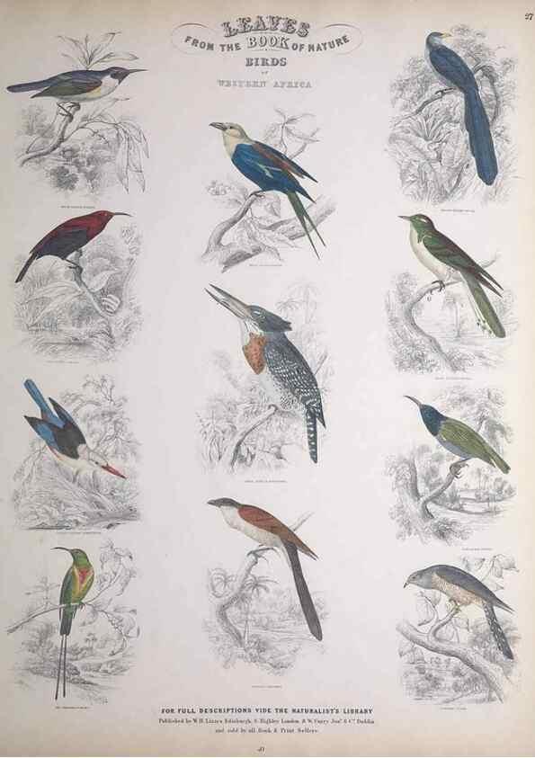 Reproducción/Reproduction 49748849313: Leaves from the book of nature,. Edinburgh :W.H. Lizars;[184-?]. 