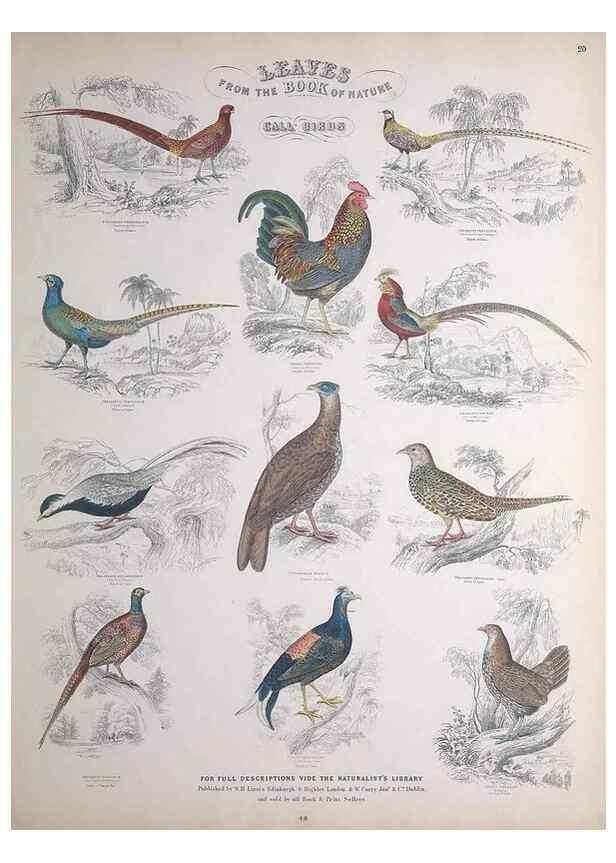 Reproducción/Reproduction 49748847963: Leaves from the book of nature,. Edinburgh :W.H. Lizars;[184-?]. 