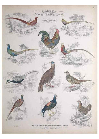 Reproducción/Reproduction 49748847963: Leaves from the book of nature,. Edinburgh :W.H. Lizars;[184-?]. 
