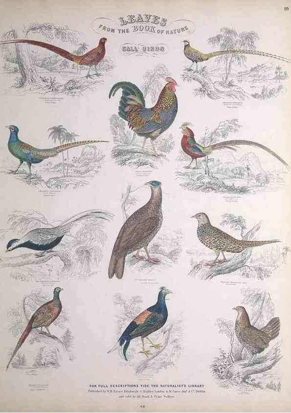 Reproducción/Reproduction 49748847963: Leaves from the book of nature,. Edinburgh :W.H. Lizars;[184-?]. 