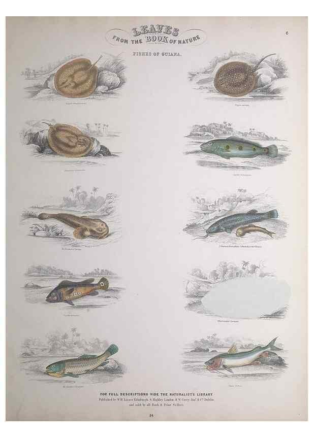 Reproducción/Reproduction 49748854258: Leaves from the book of nature,. Edinburgh :W.H. Lizars;[184-?]. 