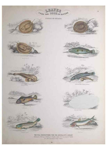 Reproducción/Reproduction 49748854258: Leaves from the book of nature,. Edinburgh :W.H. Lizars;[184-?]. 