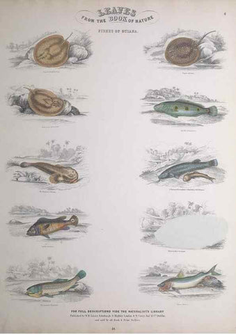 Reproducción/Reproduction 49748854258: Leaves from the book of nature,. Edinburgh :W.H. Lizars;[184-?]. 