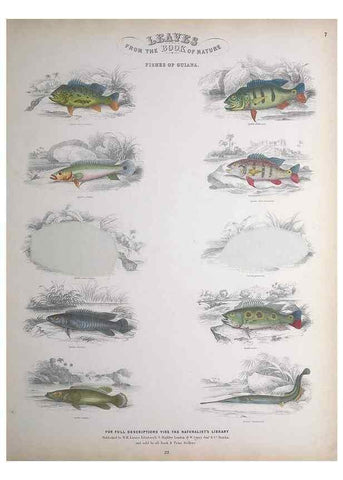 Reproducción/Reproduction 49748854478: Leaves from the book of nature,. Edinburgh :W.H. Lizars;[184-?]. 