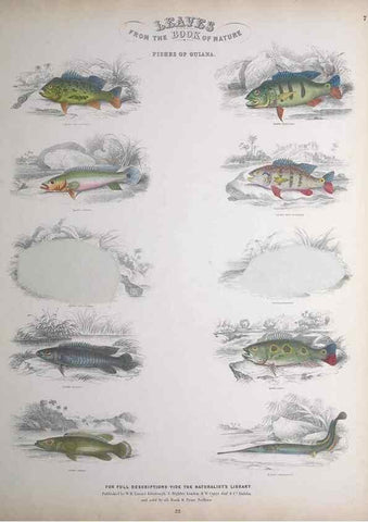 Reproducción/Reproduction 49748854478: Leaves from the book of nature,. Edinburgh :W.H. Lizars;[184-?]. 