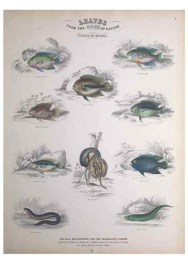 Reproducción/Reproduction 49748854703: Leaves from the book of nature,. Edinburgh :W.H. Lizars;[184-?]. 