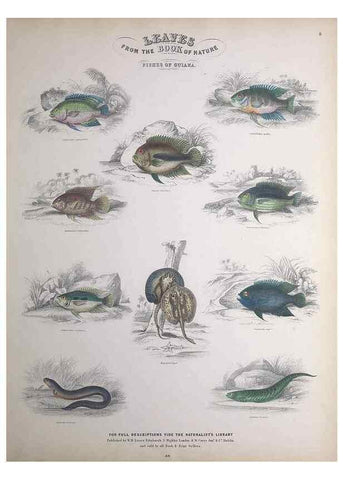 Reproducción/Reproduction 49748854703: Leaves from the book of nature,. Edinburgh :W.H. Lizars;[184-?]. 