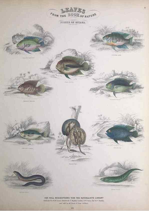 Reproducción/Reproduction 49748854703: Leaves from the book of nature,. Edinburgh :W.H. Lizars;[184-?]. 