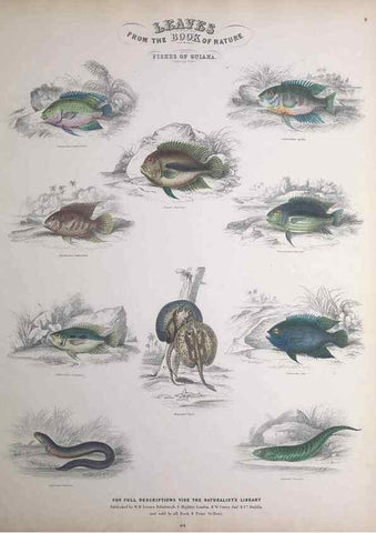 Reproducción/Reproduction 49748854703: Leaves from the book of nature,. Edinburgh :W.H. Lizars;[184-?]. 