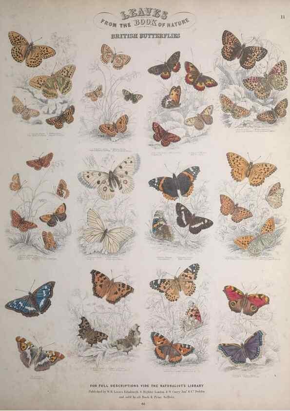 Reproducción/Reproduction 49748859333: Leaves from the book of nature,. Edinburgh :W.H. Lizars;[184-?]. 