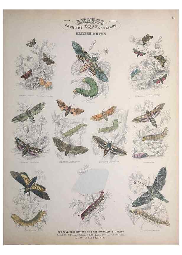 Reproducción/Reproduction 49748859888: Leaves from the book of nature,. Edinburgh :W.H. Lizars;[184-?]. 