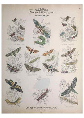 Reproducción/Reproduction 49748859888: Leaves from the book of nature,. Edinburgh :W.H. Lizars;[184-?]. 