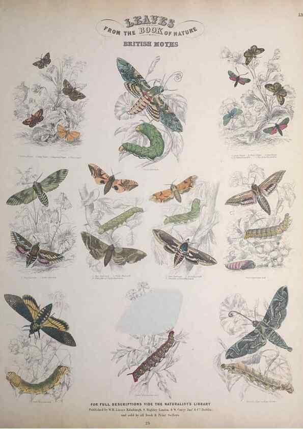 Reproducción/Reproduction 49748859888: Leaves from the book of nature,. Edinburgh :W.H. Lizars;[184-?]. 