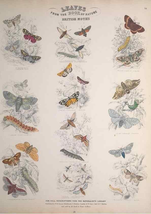 Reproducción/Reproduction 49749402941: Leaves from the book of nature,. Edinburgh :W.H. Lizars;[184-?]. 
