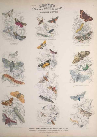 Reproducción/Reproduction 49749402941: Leaves from the book of nature,. Edinburgh :W.H. Lizars;[184-?]. 