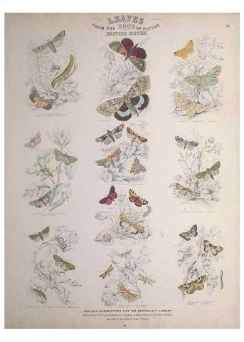 Reproducción/Reproduction 49748860263: Leaves from the book of nature,. Edinburgh :W.H. Lizars;[184-?]. 