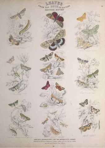 Reproducción/Reproduction 49748860263: Leaves from the book of nature,. Edinburgh :W.H. Lizars;[184-?]. 