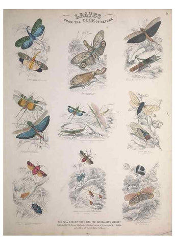 Reproducción/Reproduction 49749730972: Leaves from the book of nature,. Edinburgh :W.H. Lizars;[184-?]. 