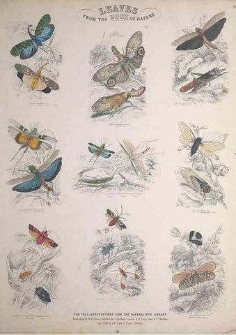 Reproducción/Reproduction 49749730972: Leaves from the book of nature,. Edinburgh :W.H. Lizars;[184-?]. 