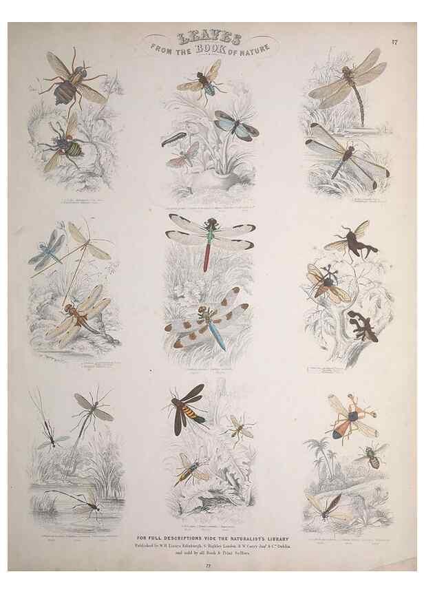 Reproducción/Reproduction 49749731217: Leaves from the book of nature,. Edinburgh :W.H. Lizars;[184-?]. 