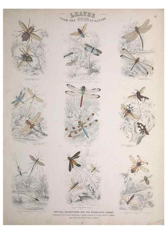Reproducción/Reproduction 49749731217: Leaves from the book of nature,. Edinburgh :W.H. Lizars;[184-?]. 