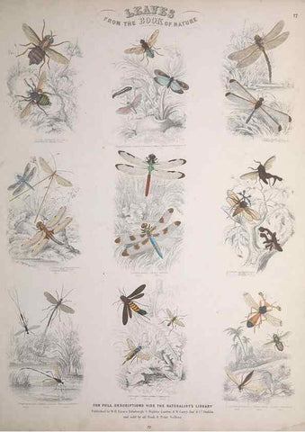 Reproducción/Reproduction 49749731217: Leaves from the book of nature,. Edinburgh :W.H. Lizars;[184-?]. 