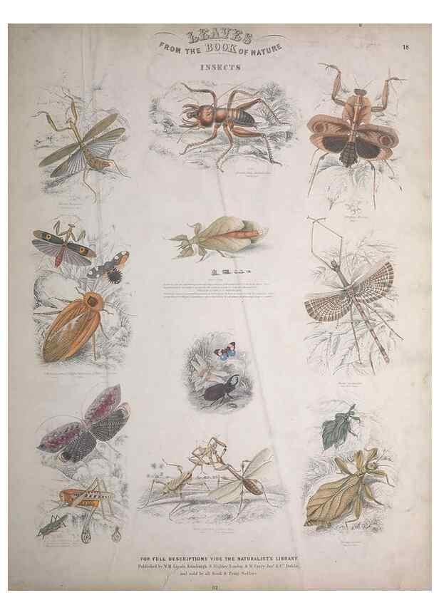Reproducción/Reproduction 49749403916: Leaves from the book of nature,. Edinburgh :W.H. Lizars;[184-?]. 