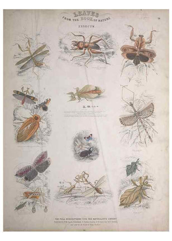 Reproducción/Reproduction 49749403916: Leaves from the book of nature,. Edinburgh :W.H. Lizars;[184-?]. 