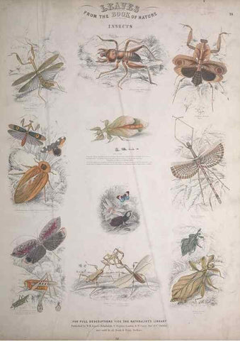 Reproducción/Reproduction 49749403916: Leaves from the book of nature,. Edinburgh :W.H. Lizars;[184-?]. 