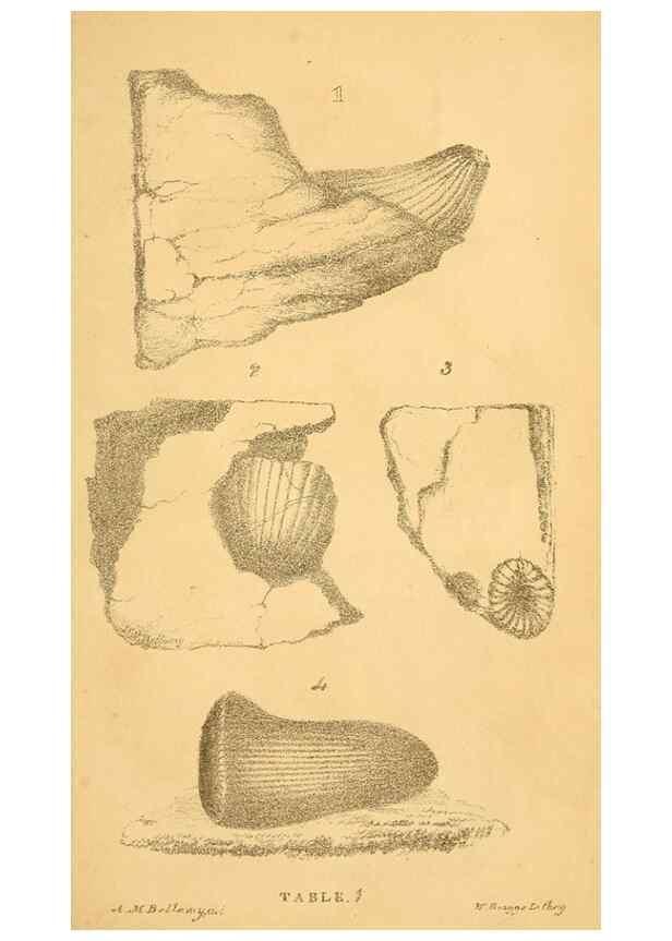 Reproducción/Reproduction 49750129263: The natural history of South Devon :. Plymouth,Printed and published by Jenkin Thomas,1839.. 
