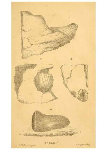 Reproducción/Reproduction 49750129263: The natural history of South Devon :. Plymouth,Printed and published by Jenkin Thomas,1839.. 