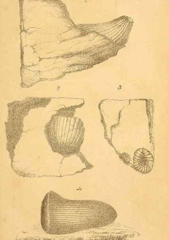Reproducción/Reproduction 49750129263: The natural history of South Devon :. Plymouth,Printed and published by Jenkin Thomas,1839.. 