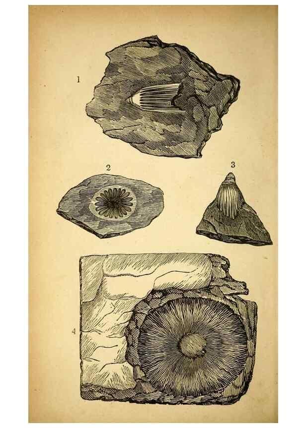 Reproducción/Reproduction 49750998142: The natural history of South Devon :. Plymouth,Printed and published by Jenkin Thomas,1839.. 