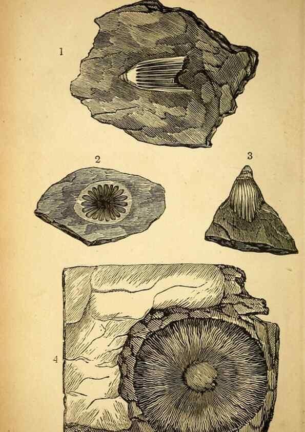 Reproducción/Reproduction 49750998142: The natural history of South Devon :. Plymouth,Printed and published by Jenkin Thomas,1839.. 