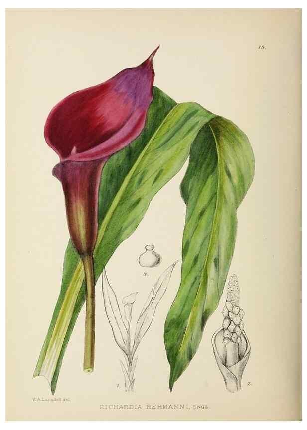 Reproducción/Reproduction 49753686321: The Flowering plants of Africa.. Pretoria [etc.]Botanical Research Institute, Dept. of Agricultural Technical Services, Republic of South Africa.. 