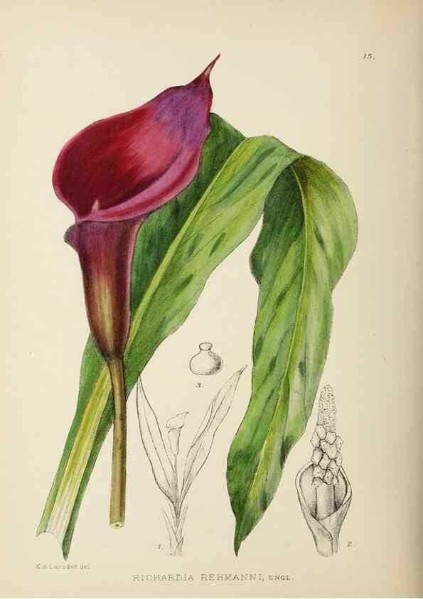 Reproducción/Reproduction 49753686321: The Flowering plants of Africa.. Pretoria [etc.]Botanical Research Institute, Dept. of Agricultural Technical Services, Republic of South Africa.. 