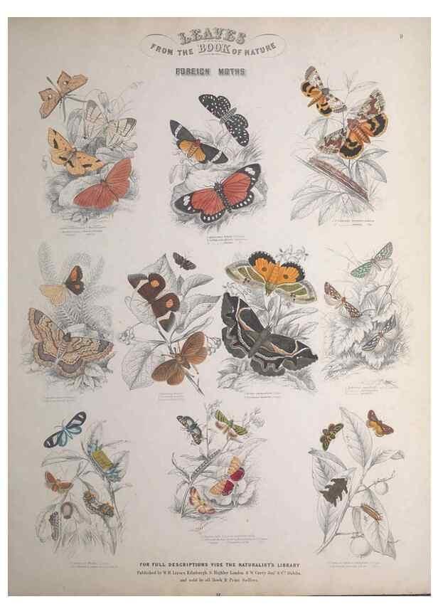 Reproducción/Reproduction 49749401771: Leaves from the book of nature,. Edinburgh :W.H. Lizars;[184-?]. 