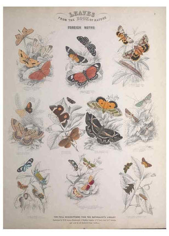 Reproducción/Reproduction 49749401771: Leaves from the book of nature,. Edinburgh :W.H. Lizars;[184-?]. 