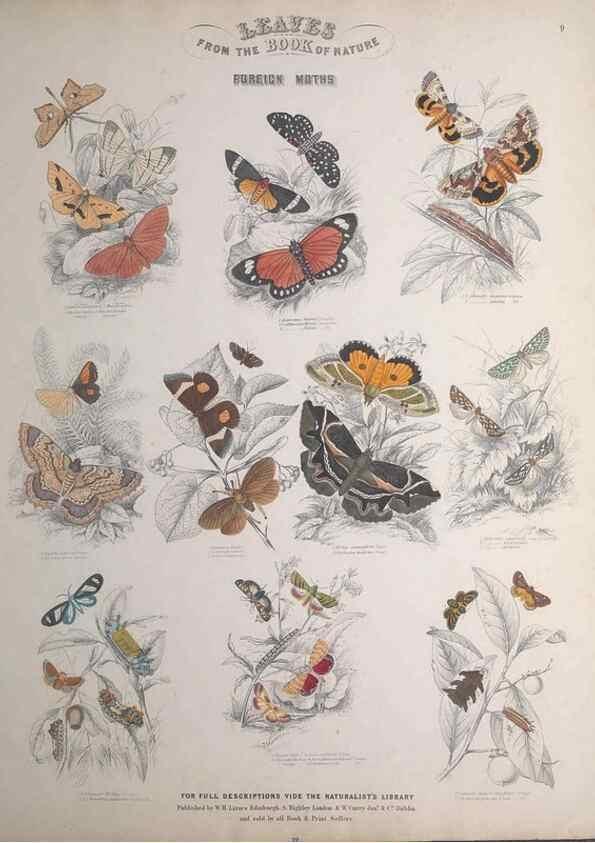 Reproducción/Reproduction 49749401771: Leaves from the book of nature,. Edinburgh :W.H. Lizars;[184-?]. 