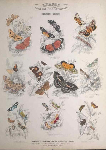 Reproducción/Reproduction 49749401771: Leaves from the book of nature,. Edinburgh :W.H. Lizars;[184-?]. 