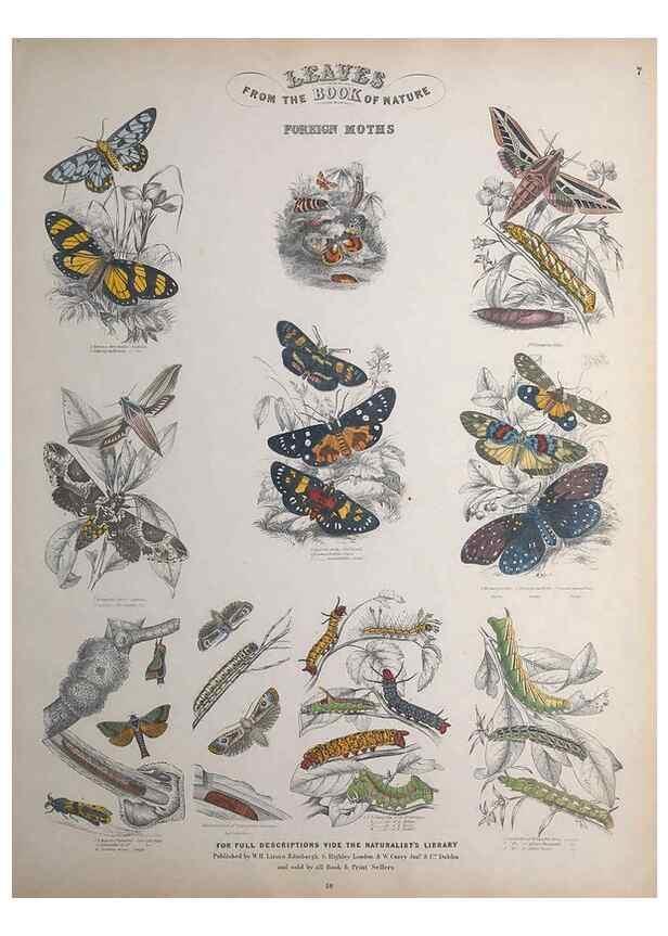 Reproducción/Reproduction 49748858413: Leaves from the book of nature,. Edinburgh :W.H. Lizars;[184-?]. 