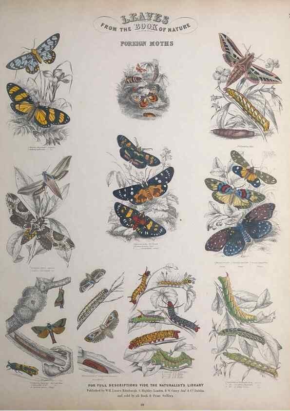 Reproducción/Reproduction 49748858413: Leaves from the book of nature,. Edinburgh :W.H. Lizars;[184-?]. 