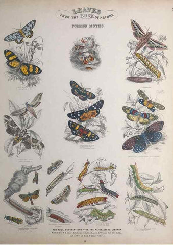 Reproducción/Reproduction 49748858413: Leaves from the book of nature,. Edinburgh :W.H. Lizars;[184-?]. 