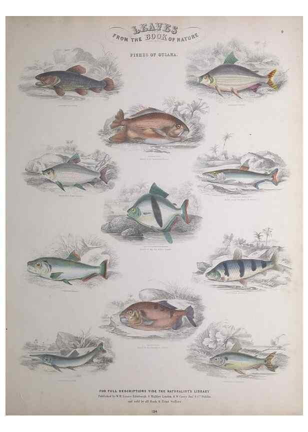 Reproducción/Reproduction 49749397591: Leaves from the book of nature,. Edinburgh :W.H. Lizars;[184-?]. 