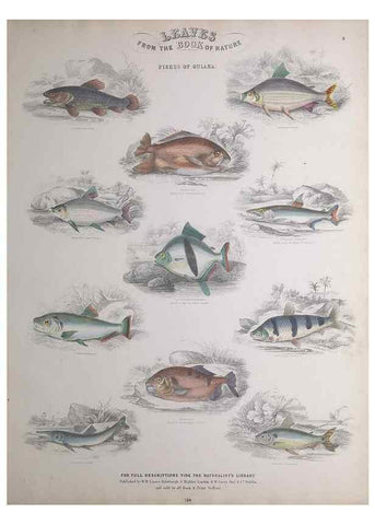 Reproducción/Reproduction 49749397591: Leaves from the book of nature,. Edinburgh :W.H. Lizars;[184-?]. 